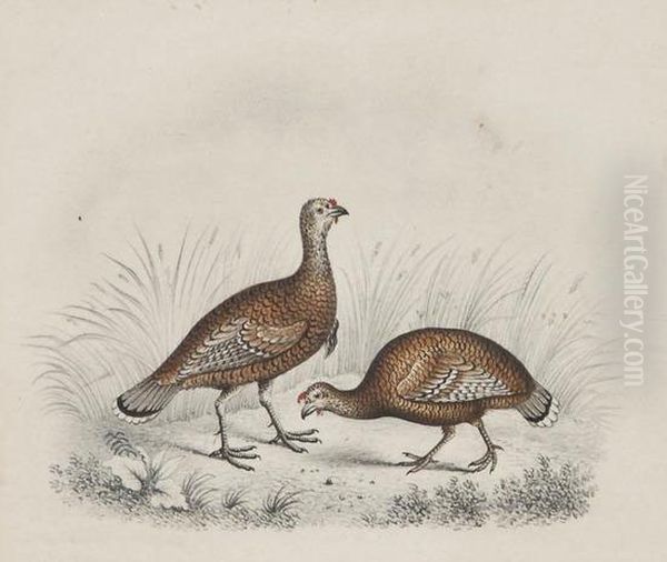 Studies Of Grouse And Guinea Fowl Oil Painting by W. Gunton