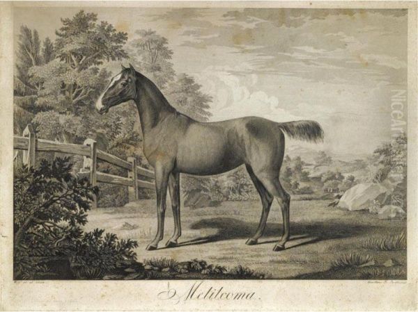 Portrait Of A Stallion, 'melilcoma' by Hans Johann Haag