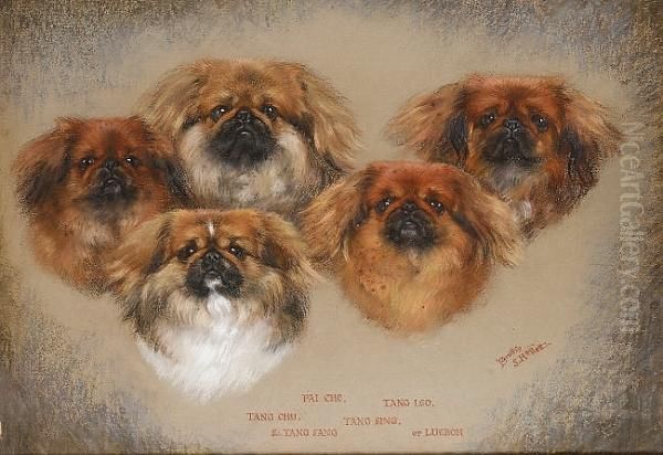 Head Studies Of Five Pekingese Oil Painting by Dorothy S. Hallett