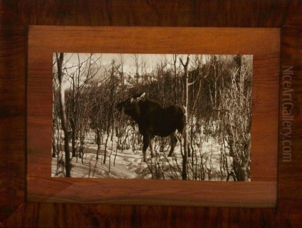 Moose In Snow Oil Painting by Byron Harmon