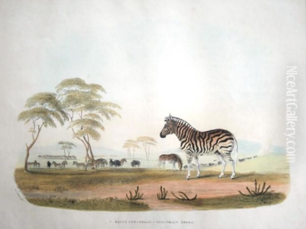 Gazella Euchore - The Spring Bok; Equus Burchellii - Burchell's Zebra Oil Painting by William Cornwallis Harris