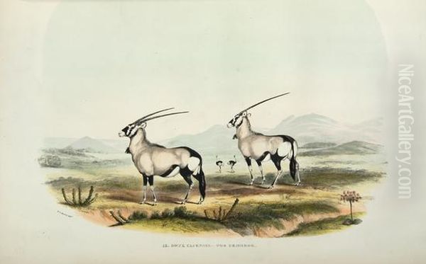 Portraits Of Game And Wild Animals Of Southern Africa, Delineated From Life In Their Native Haunts, During A Hunting Expedition From The Cape Colony As Far As The Tropic Of Capricorn, In 1836 And 1837, With Sketches Of The Field Sports Oil Painting by William Cornwallis Harris