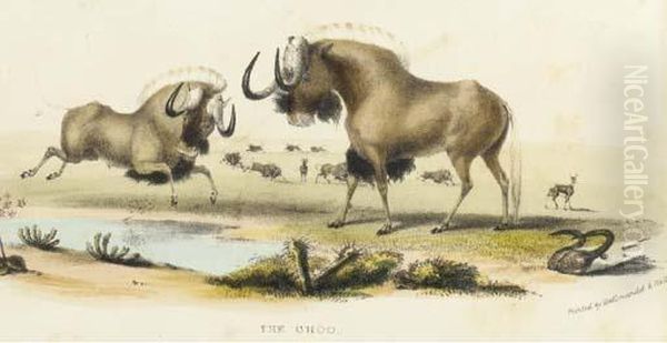 The Gnoo; And The Sassaybe And Hartebeest, From Portraits Of The Game And Wild Animals Of Southern Africa Oil Painting by William Cornwallis Harris