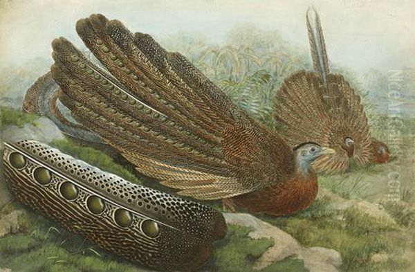 Great Argus Pheasant Argusianus Argus Oil Painting by William Matthew Hart