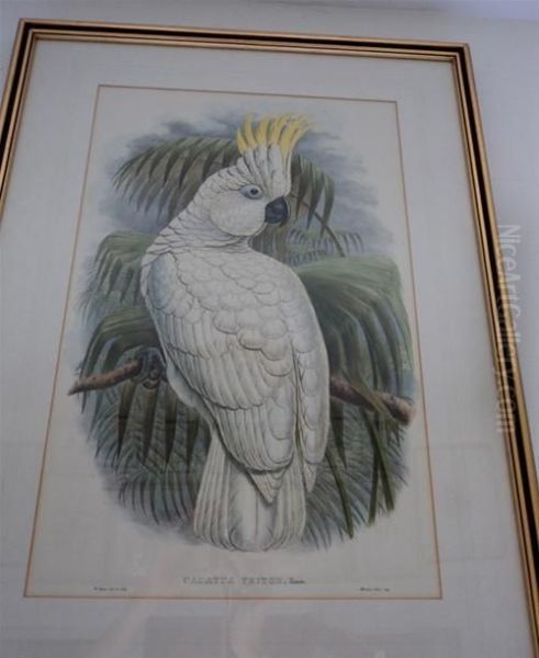 A Sulphur-crustedcockatoo Oil Painting by William Matthew Hart