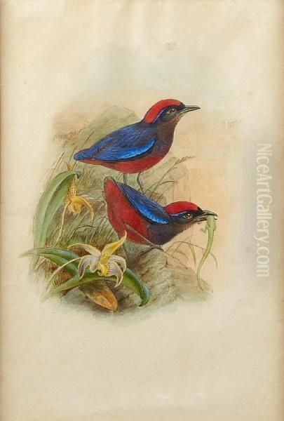 'pitta Coccinea' Oil Painting by William Matthew Hart