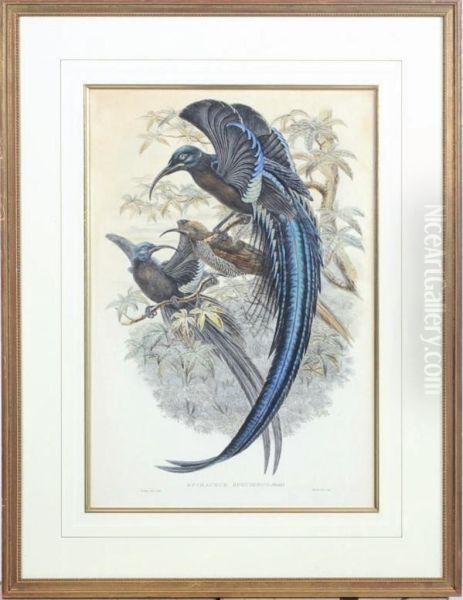 Birds Of New Guinea Oil Painting by William Matthew Hart