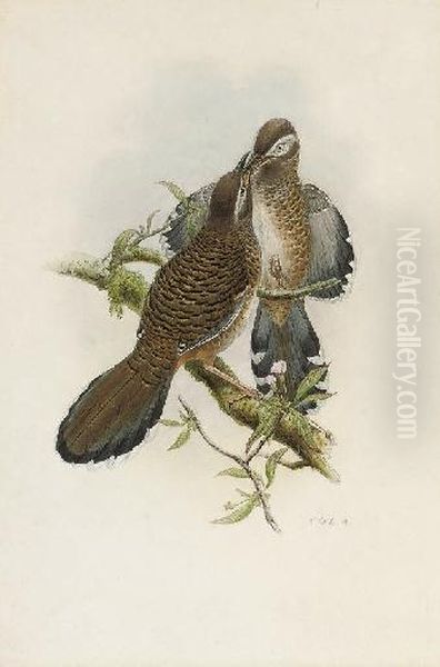 Illustrations To John Gould's 
The Birds Of Asia Oil Painting by William Matthew Hart