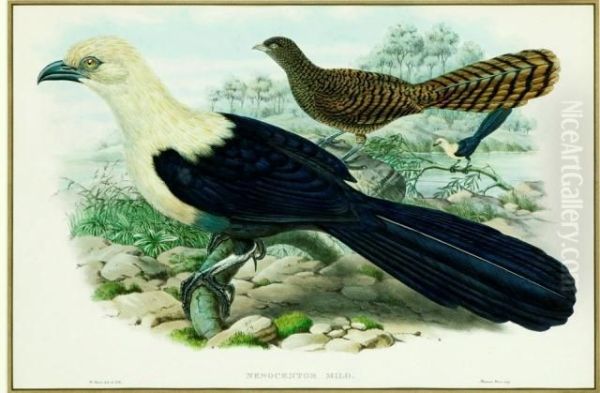 Nesocentor Milo - Solomon Islands Lark Heeled Cuckoo' Oil Painting by William Matthew Hart