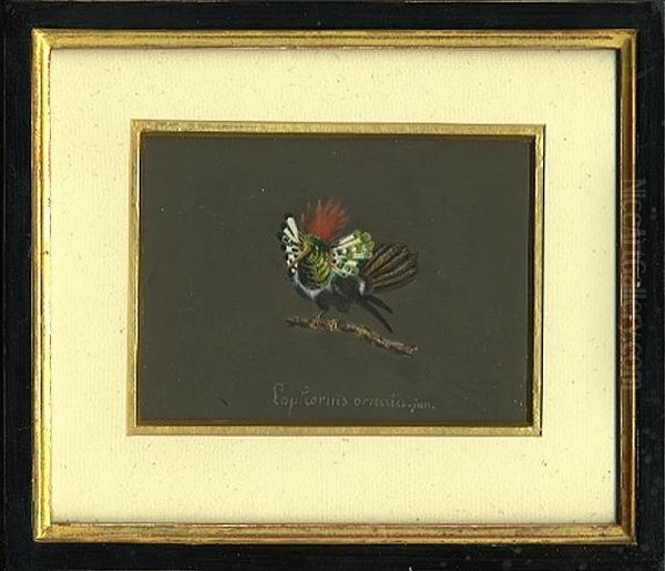 Kolibri Oil Painting by Wilhelm Johann Dan. Hartmann