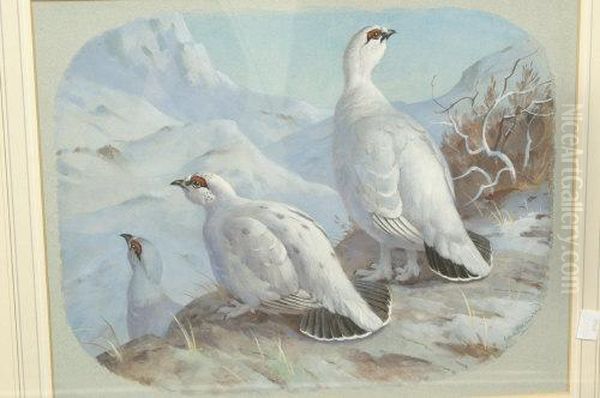 Snow Grouse Oil Painting by John Harwood