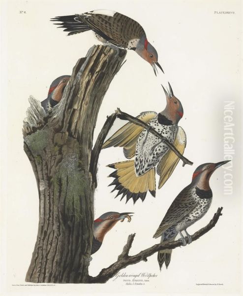 Golden-winged Woodpecker (plate Xxxvii) Oil Painting by Robert I Havell