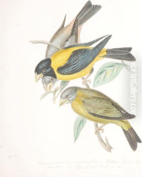 Ornithological Studies Oil Painting by William Hayes