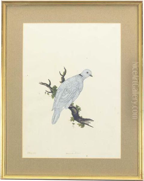 The American Dove Oil Painting by William Hayes