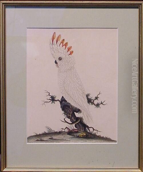 Cockatoo On A Branch Oil Painting by William Hayes