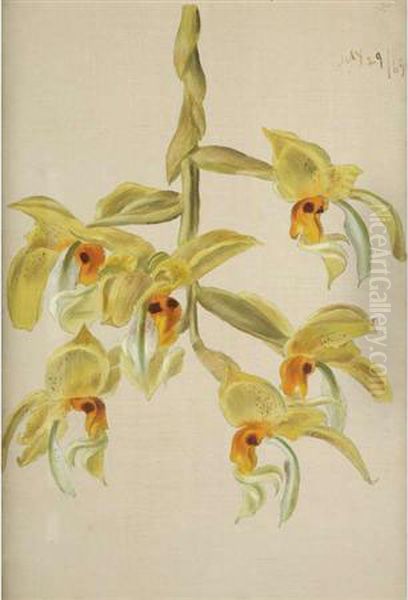 Branch Of Six Yellow Orchids Oil Painting by William Jacob Hays