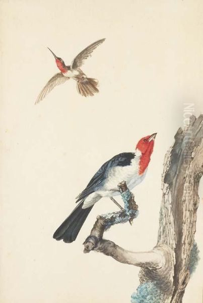 Un Colibri Et Un Rouge-gorge Pose Sur Une Branche Oil Painting by Jabez Heenck