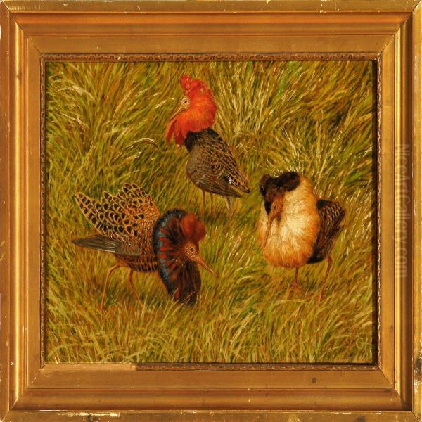 Three Ruffs On Grass Oil Painting by Gerhard V.E. Heilmann