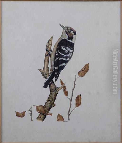 Study Of A Woodpecker Oil Painting by George Arthur Hicken