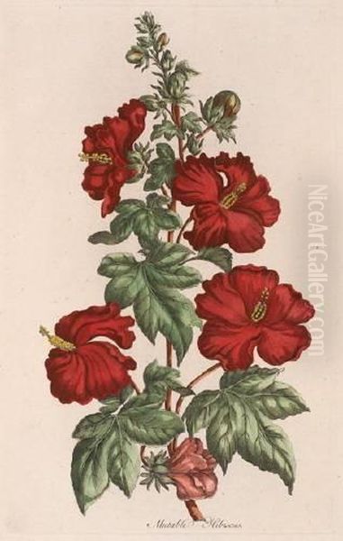 Crimson Hibiscus; Double Crimson Hibiscus; Mutable Hibiscus; Crimson Fig Oil Painting by John Hill