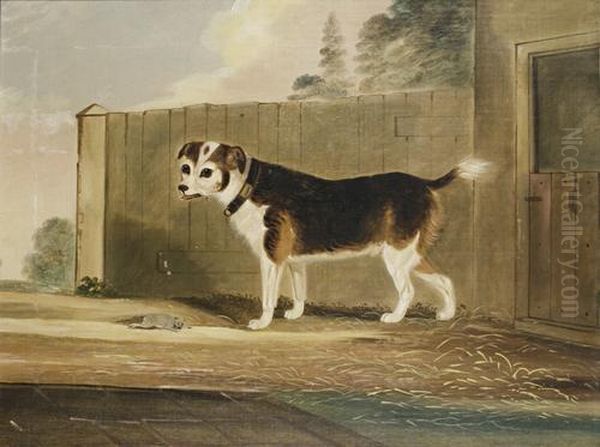 Jack Russell With Rat Oil Painting by John R. Hobart