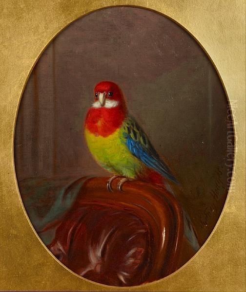 Study Of A Parakeet Oil Painting by J. Sydney Willis Hodges