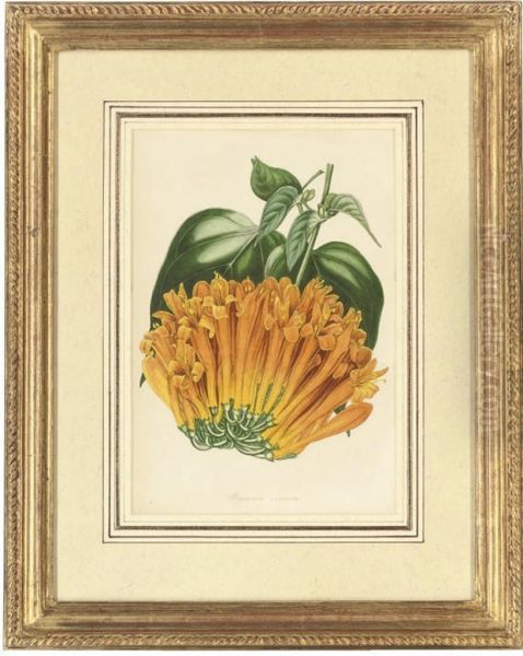 Botanical Studies Oil Painting by H.W Holden