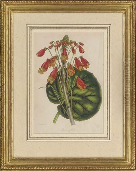 Botanical Studies Oil Painting by Samuel Holden