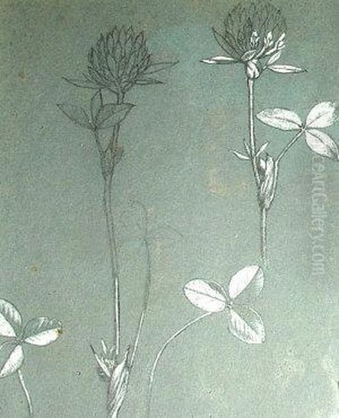 Studies Of Snowdrops And Of Clover Oil Painting by Henry Holiday