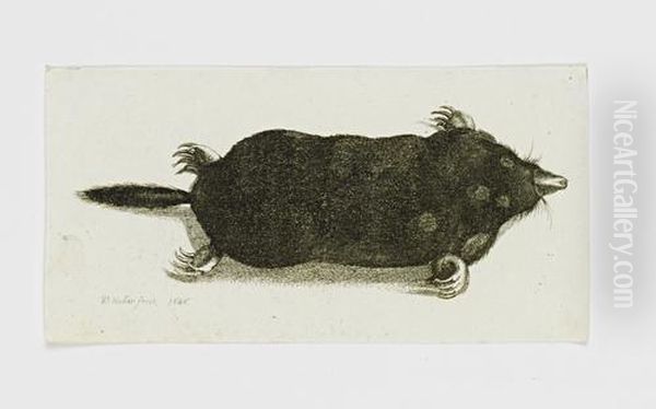 A Mole Oil Painting by Wenceslaus Hollar