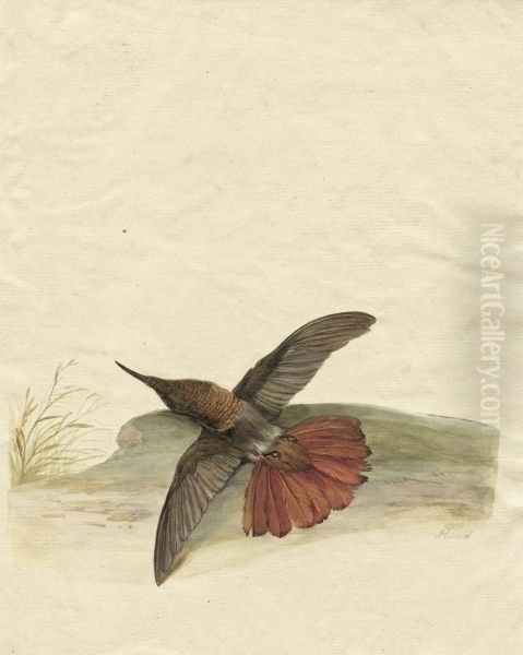 Studie Eines Kolibris Oil Painting by Pieter the Younger Holsteyn