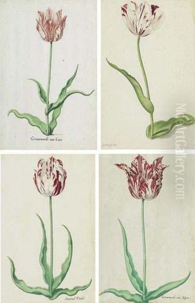 Series Of Five Depictions Of Tulips Oil Painting by Pieter the Younger Holsteyn