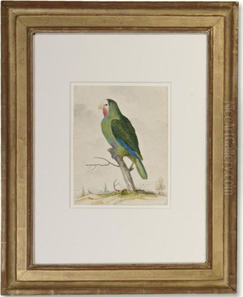 A Green Parakeet Oil Painting by Pieter the Younger Holsteyn