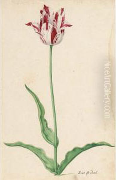 A Tulip: Oil Painting by Pieter the Younger Holsteyn