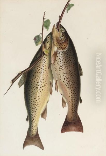 Two Brown Trout Oil Painting by William H. Jobbins