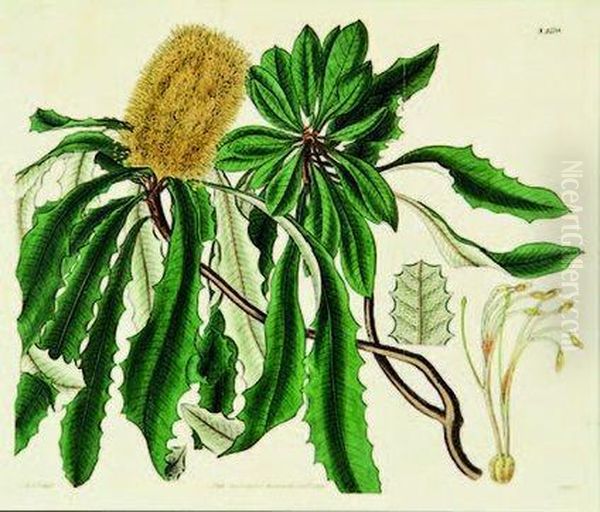 Banksia Paludosa (swamp Banksia) Oil Painting by William Jackson Hooker