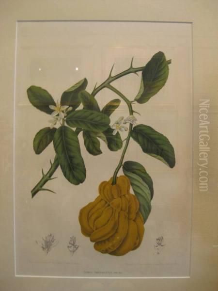 Fleurs, Fruits Et Feullages Oil Painting by Bertha Hoola Van Nooten