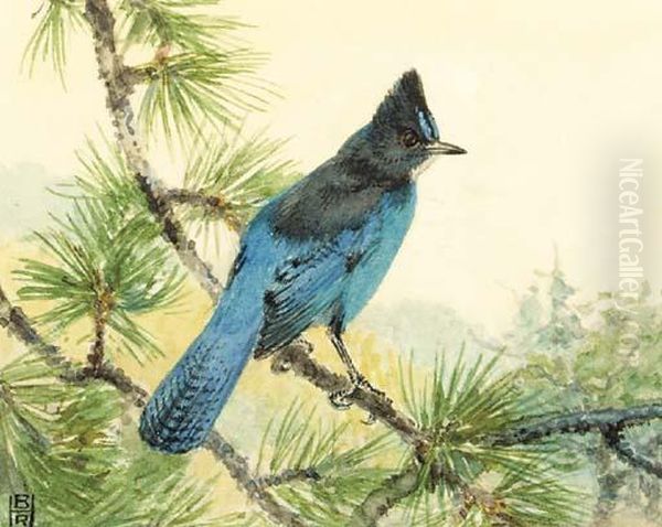 Stellar's Jay; Also Scrub Jay, Tufted Titmouse And Ash-throatedflycatcher Oil Painting by Robert Bruce Horsfall