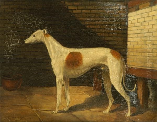 Portrait Of A Brown And White Greyhound Oil Painting by James Howe