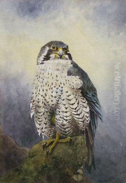 Peregrine Falcon On A Perch Oil Painting by Christopher Hughes