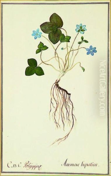 Anemone Hepatica, Wood Anemone Oil Painting by Nikolaus Joseph Jacquin