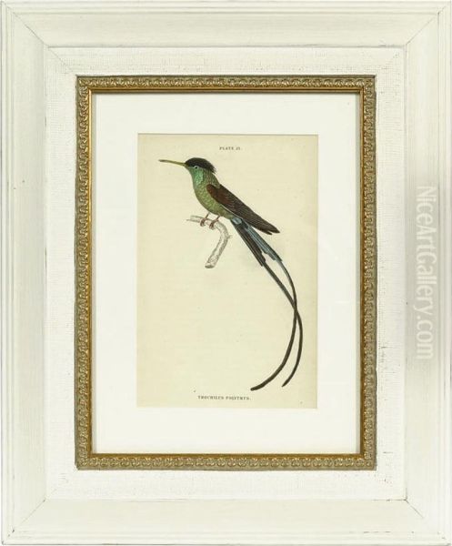 Hummingbirds Oil Painting by William, Sir Jardine