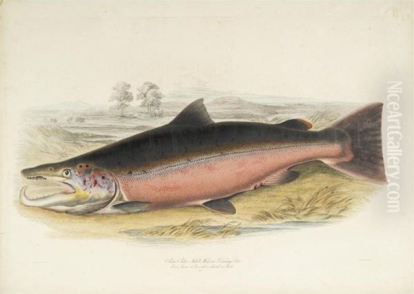 British Salmonidae Oil Painting by William, Sir Jardine