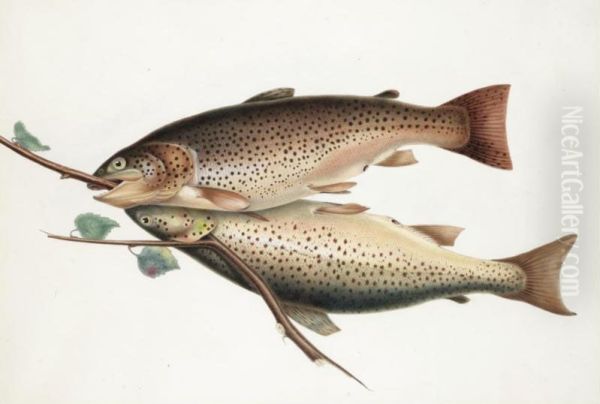 Brown Trout Oil Painting by William, Sir Jardine