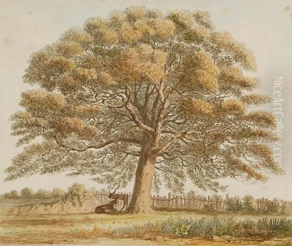 Oak South Of Langley Churchyard, Norfolk Oil Painting by Isaac Johnson