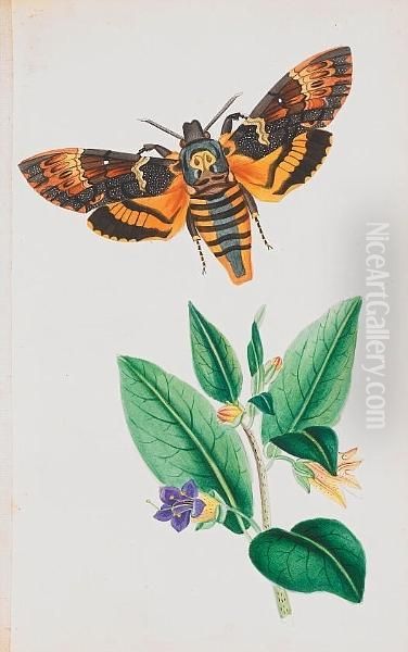 Illustrations Of British Hawk Moths, And Their Larvae, (including The Sesidae), 36 Original Watercolour Plates On Card By The Author Oil Painting by Theophilus Johnson