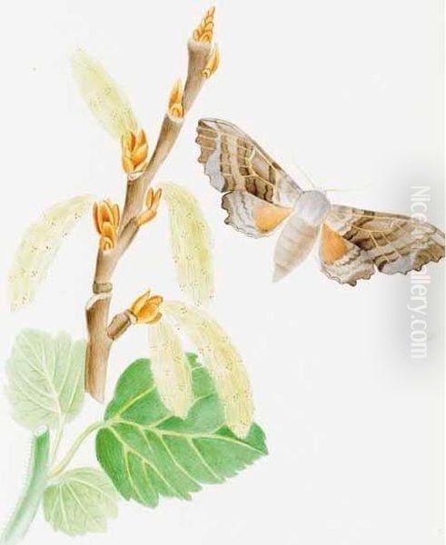 Illustrations Of British Hawk Moths And Their Larvae, (including The Sesidae) With Thirty-six Original Drawings From Specimens In His Cabinet. Oil Painting by Theophilus Johnson