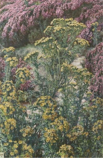 Ragwort And Heather Oil Painting by Harry Hamilton Johnston