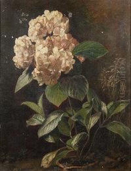 Hydrangeas In A Pot Oil Painting by Mary E. Julyan