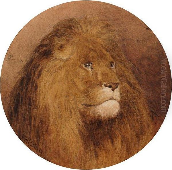 Study Of A Lion Oil Painting by William Henry Kearney